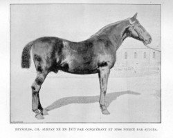 stallion Reynolds (FR) (French Trotter, 1878, from Conquerant (FR))