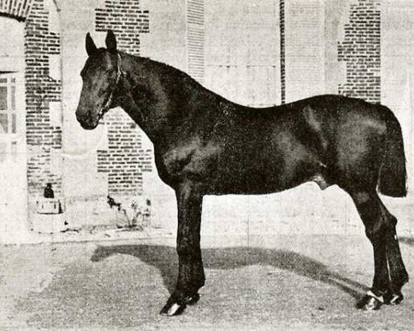 stallion Fuschia (FR) (French Trotter, 1883, from Reynolds (FR))
