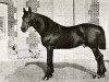 stallion Fuschia (FR) (French Trotter, 1883, from Reynolds (FR))