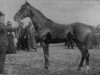 stallion Bemecourt (FR) (French Trotter, 1901, from Fuschia (FR))