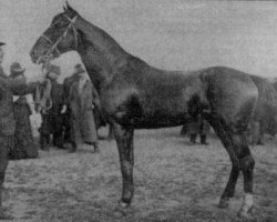 stallion Bemecourt (FR) (French Trotter, 1901, from Fuschia (FR))