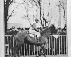 stallion Quo Vadis (FR) (French Trotter, 1916, from Enoch (FR))