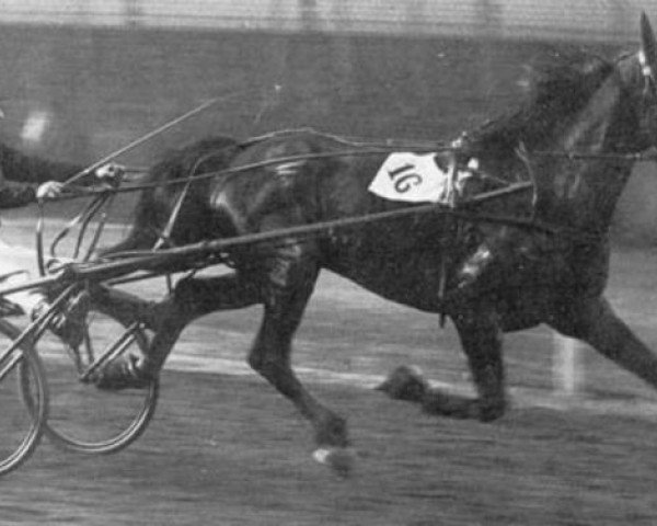 stallion Javari (FR) (French Trotter, 1931, from Quo Vadis (FR))
