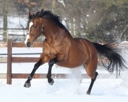 stallion Saddex xx (Thoroughbred, 2003, from Sadler's Wells xx)