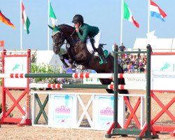 Springpferd Ballygawleys Little Ferro (Irish Sport Horse, 2006, von S Creevagh Ferro ex Siebe)