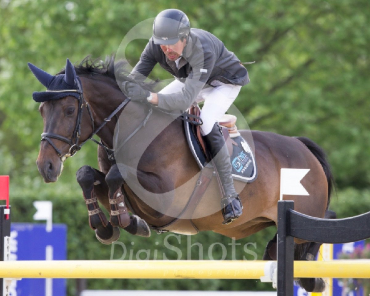 Springpferd Citta de La Ferme Blanche (Belgisches Warmblut, 2002, von Thunder van de Zuuthoeve)