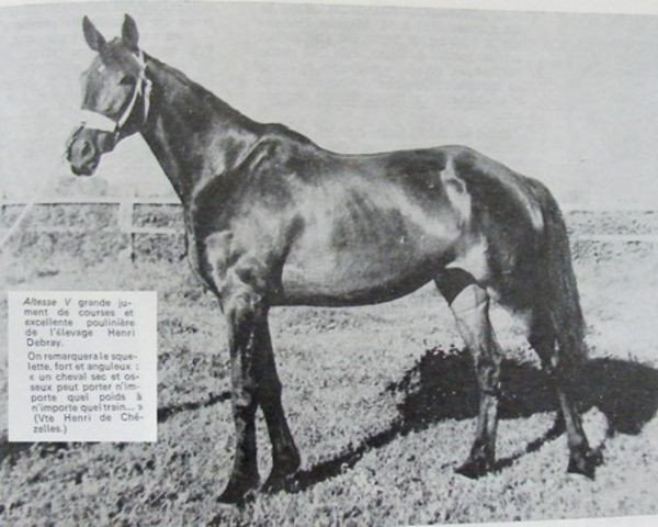 Zuchtstute Altesse V (Selle Français, 1944, von Raeburn xx)