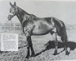 broodmare Altesse V (Selle Français, 1944, from Raeburn xx)