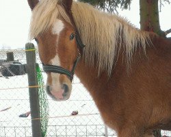 Pferd Milow (Haflinger-Mix, 2015)