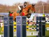 jumper Chesterfield (Swedish Warmblood, 2005, from Orlando van de Heffinck)