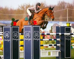 Springpferd Chesterfield (Schwedisches Warmblut, 2005, von Orlando van de Heffinck)