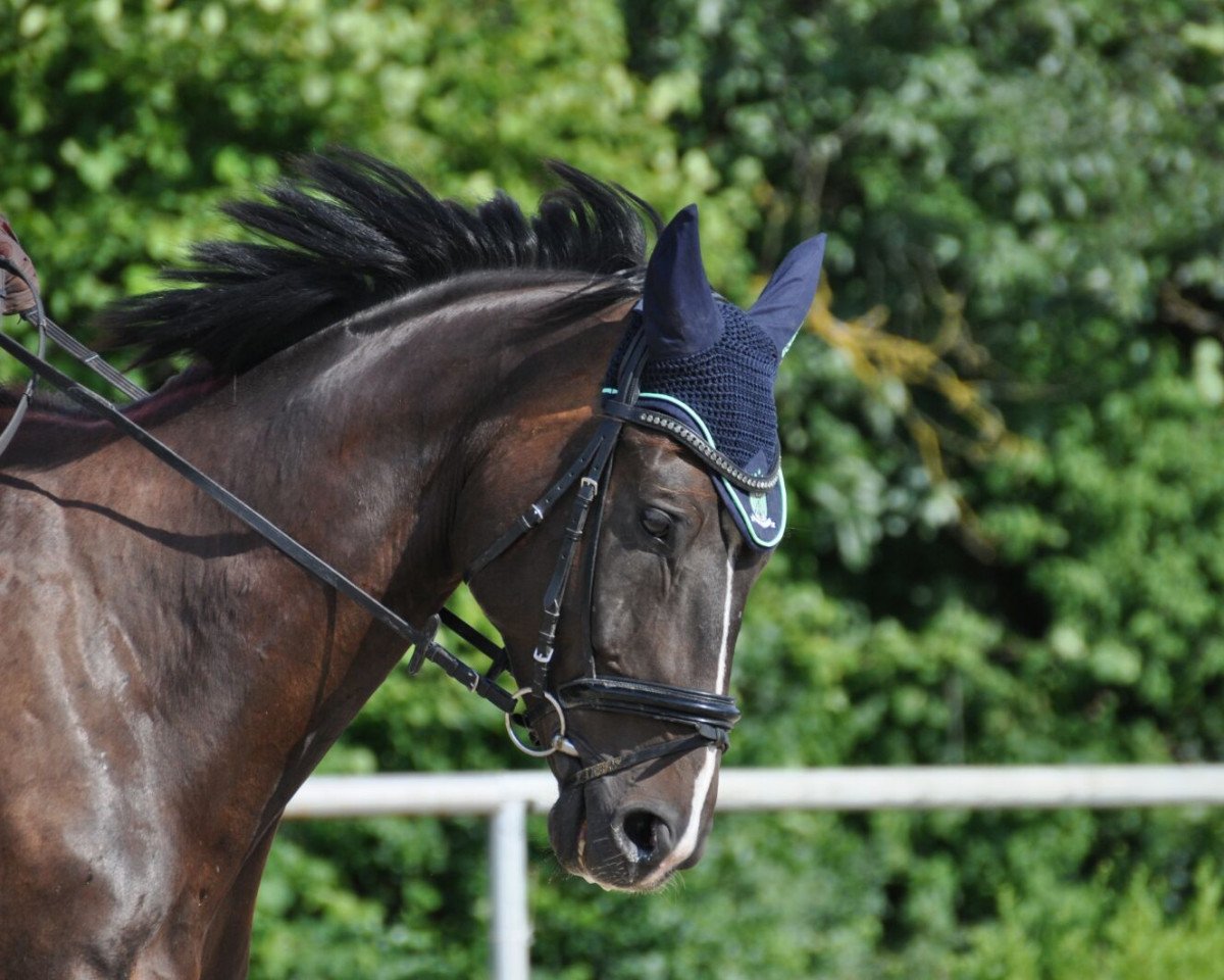 jumper Cooper 157 (Württemberger, 2009, from Carry)