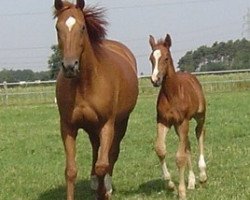 broodmare Wallery K (Hanoverian, 1991, from Wandervogel I)