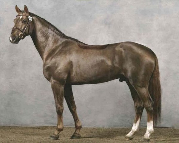 stallion Dalhems Diomedes (Swedish Warmblood, 2005, from Belissimo NRW)