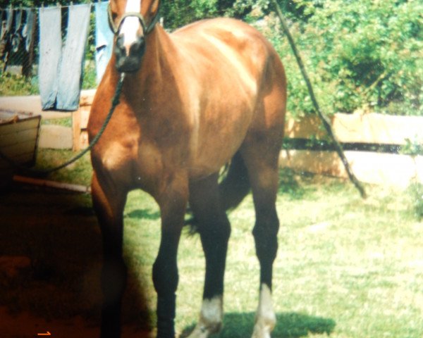 Pferd Kobi (Mecklenburger, 1992, von Kobar 3491)