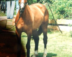 horse Kobi (Mecklenburg, 1992, from Kobar 3491)