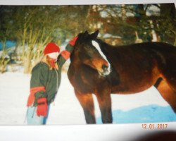 broodmare Mandy (Mecklenburg, 1976, from Mahagoni xx)