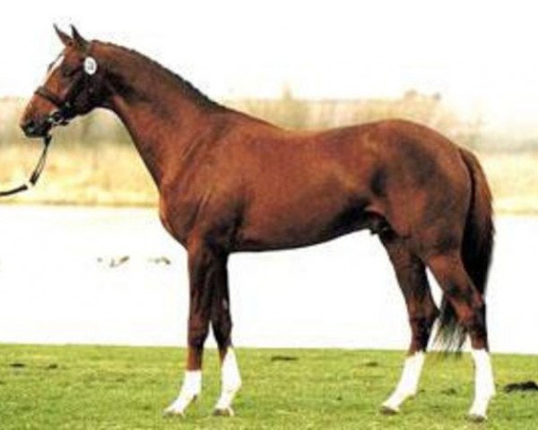 horse San Quintero xx (Thoroughbred, 1995, from Alhijaz xx)