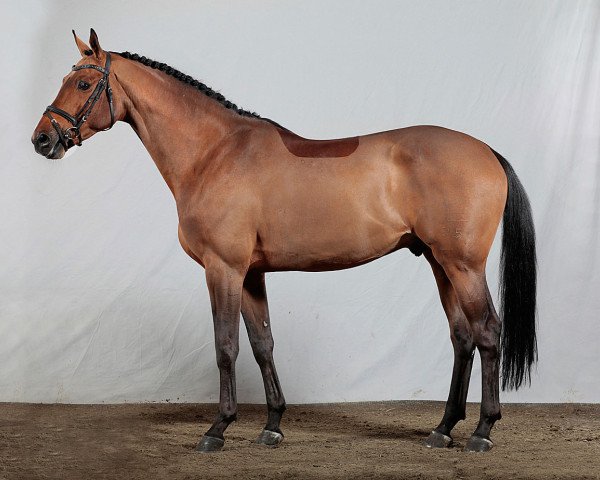 stallion Diamant de Revel (Danish Warmblood, 2005, from Diamant de Semilly)