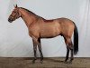 stallion Diamant de Revel (Danish Warmblood, 2005, from Diamant de Semilly)