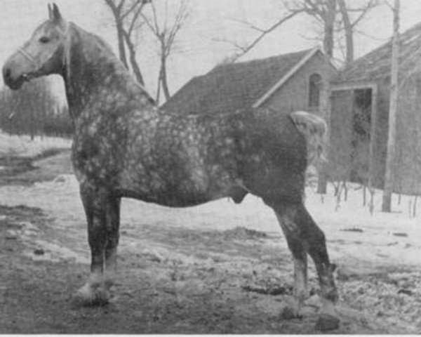 stallion Voorman (Groningen, 1933, from Domburg)