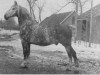 stallion Voorman (Groningen, 1933, from Domburg)