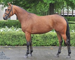 broodmare Daytona vh Wuitenshof Z (Zangersheide riding horse, 2010, from Diamant de Semilly)