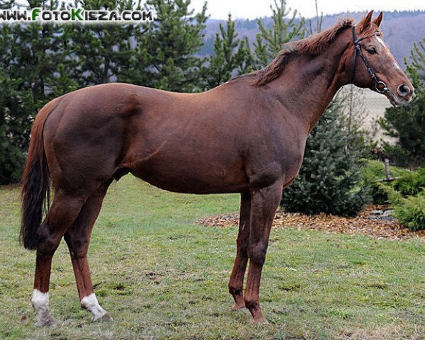 stallion Alhijaz xx (Thoroughbred, 1989, from Midyan xx)