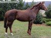 stallion Alhijaz xx (Thoroughbred, 1989, from Midyan xx)