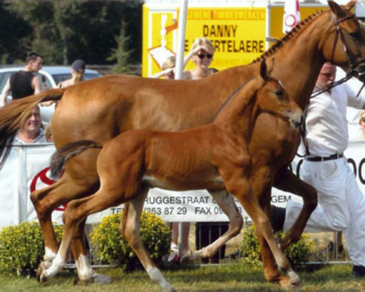 broodmare Winona van het Wuitenshof (Belgian Warmblood, 1999, from Quidam de Revel)