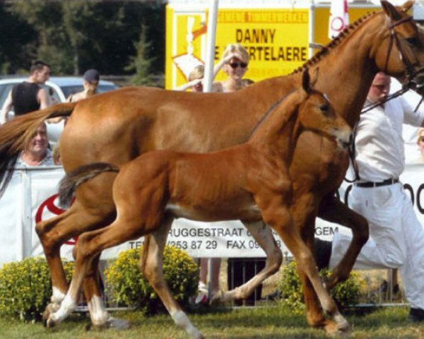 broodmare Winona van het Wuitenshof (Belgian Warmblood, 1999, from Quidam de Revel)