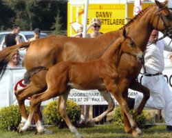 Zuchtstute Winona van het Wuitenshof (Belgisches Warmblut, 1999, von Quidam de Revel)