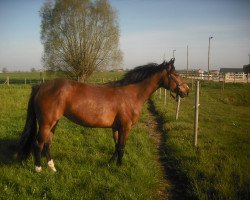 broodmare Cameron Z (Zangersheide riding horse, 2009, from Chicago Z)