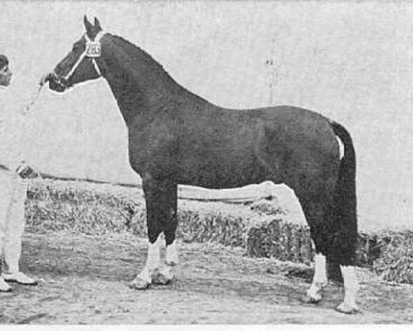 stallion Kartouche (Dutch Warmblood, 1969, from Gondelier)