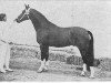 stallion Kartouche (Dutch Warmblood, 1969, from Gondelier)