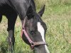 dressage horse Josy 148 (German Riding Pony, 2007, from Billy the King)