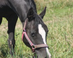 dressage horse Josy 148 (German Riding Pony, 2007, from Billy the King)