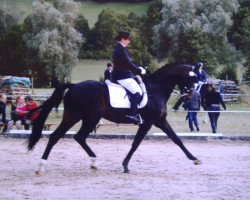 dressage horse Rabensteins Fürst Ferdinand (Oldenburg, 2002, from Fürst Heinrich)