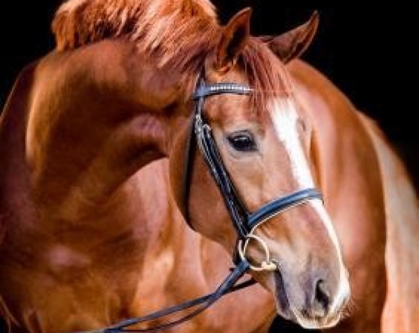 stallion Dohnanyi 5 (Hanoverian, 2014, from De Niro)