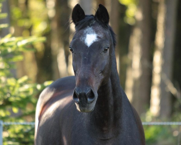 Pferd Baringo (Trakehner, 1989, von Unkensee)