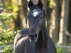 Pferd Baringo (Trakehner, 1989, von Unkensee)