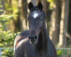 Pferd Baringo (Trakehner, 1989, von Unkensee)