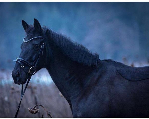 Pferd Lord Nero (Württemberger, 2006, von Lord Goldfever Ak)