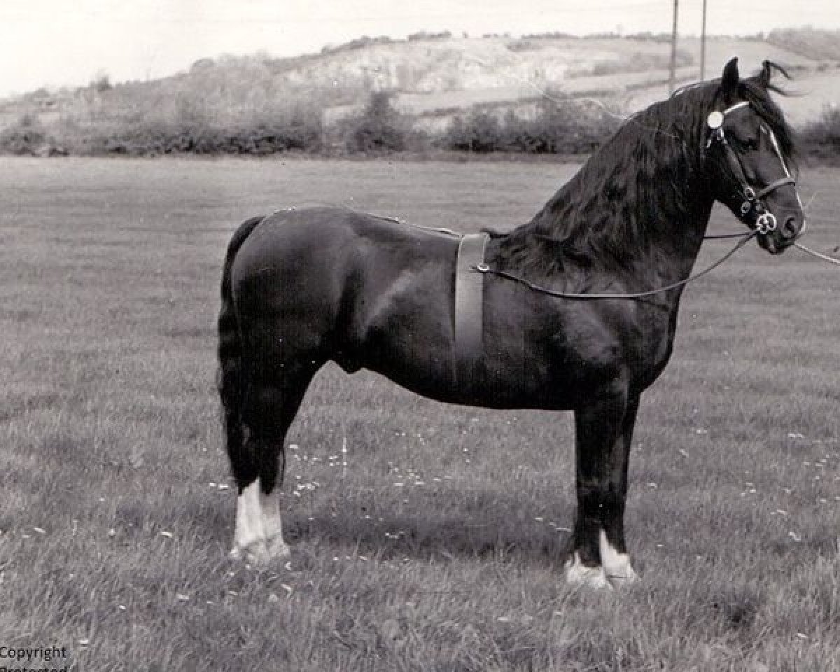Deckhengst Llangybi Seldom Seen (Welsh-Cob (Sek. D), 1957, von Meiarth King Flyer)