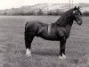 stallion Llangybi Seldom Seen (Welsh-Cob (Sek. D), 1957, from Meiarth King Flyer)