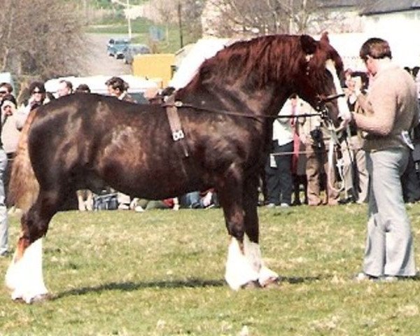 stallion Heliguchel Craddock (Welsh-Cob (Sek. D), 1970, from Hendy Brenin)