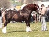 Deckhengst Heliguchel Craddock (Welsh-Cob (Sek. D), 1970, von Hendy Brenin)