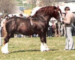 Deckhengst Heliguchel Craddock (Welsh-Cob (Sek. D), 1970, von Hendy Brenin)