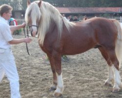 stallion Curtismill Tywysog (Welsh-Cob (Sek. D), 1992, from Nebo Prince)