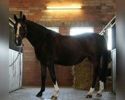 broodmare Gerry (Westphalian, 1995, from Gralshüter)